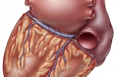 front and back of heart