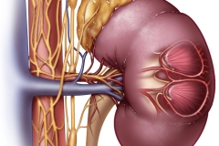 blood and nerve supply to kidney