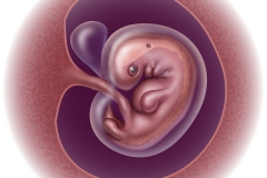 fetal development - week 7