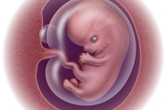 fetal development - week 9