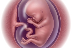 fetal development - week 12