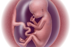 fetal development - week 15