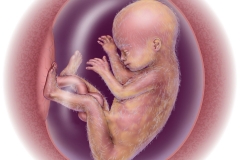 fetal development - week 21