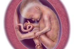 fetal development - week 27