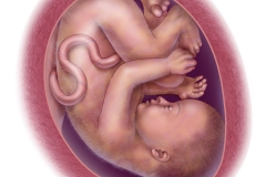 fetal development - week 33
