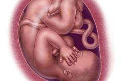 fetal development - week 37