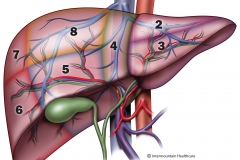 liver anatomy poster-final-wo labels