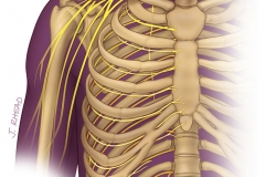 spinal nerves of the trunk